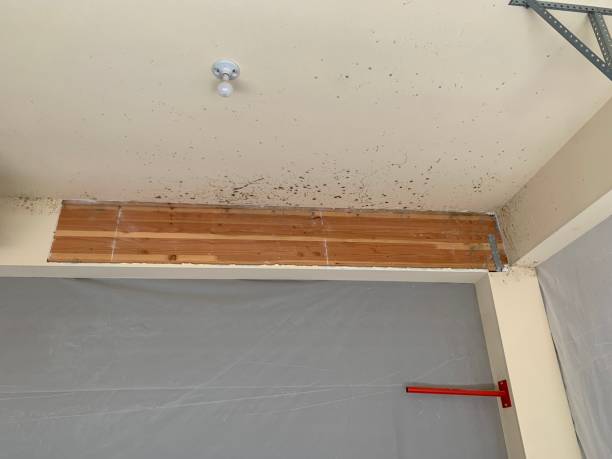 Reliable Fredonia, KS Mold Removal Solutions